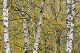 Foto Birken im Herbst