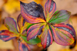 Foto Cornus canadensis im Herbst