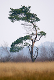 Foto Kiefer, Pinus sylvestris