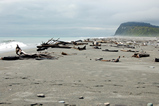 Foto Treibholz am Strand