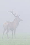 Foto Rothirsch im Nebel