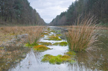 Foto Moos im Waldsee