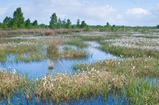 Foto Wollgras im Moor