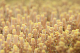 Foto Korallenpolypen