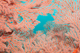 Foto Korallenfenster