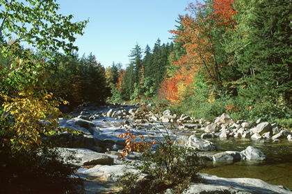 Waldbach - Foto, Druck, Poster, Leinwand