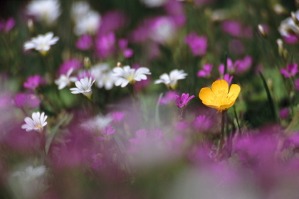 Blumenwiese - Foto, Druck, Poster, Leinwand