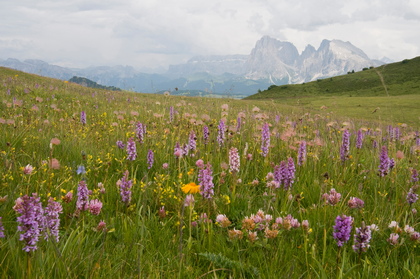 Orchideenwiese - Foto, Druck, Poster, Leinwand