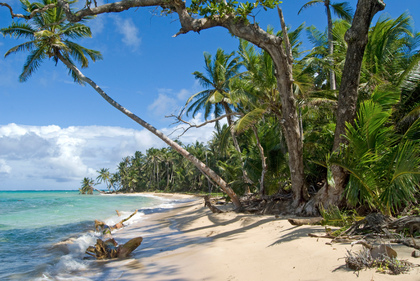 Tropischer Strand - Foto, Druck, Poster, Leinwand